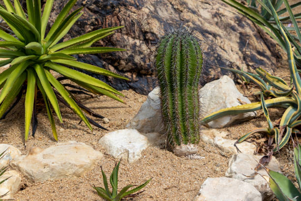 istock green cactus growing on dry ground 1483001483