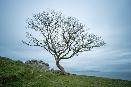 Lone tree on the cliff at Murlough Bay, County Antrim, Northern Ireland