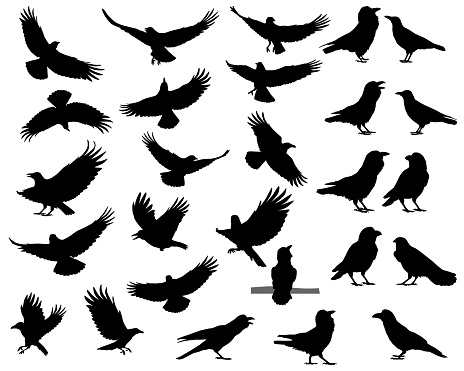Collection of silhouettes of ravens and crows