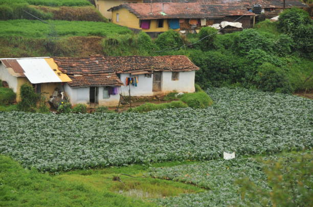 istock cultivated field in a rural area 1483003457