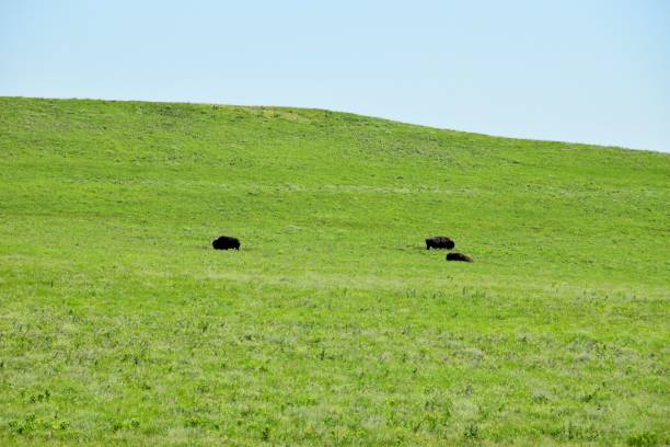 istock Cows grazing in a lush green field under a clear blue sky 1483004214