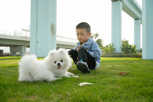 With the Pomeranian childhood, infinite joy and warmth