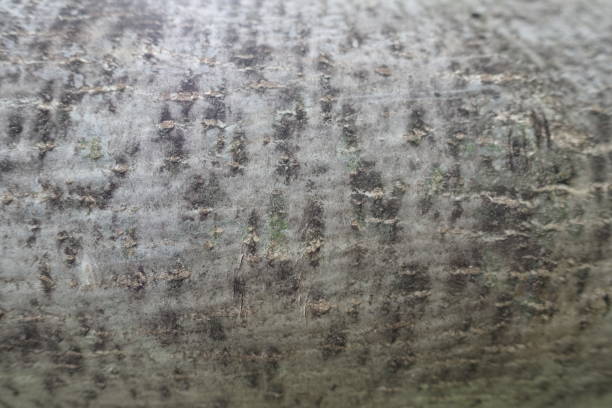 istock Close view of smooth grey bark of common walnut tree 1483004560