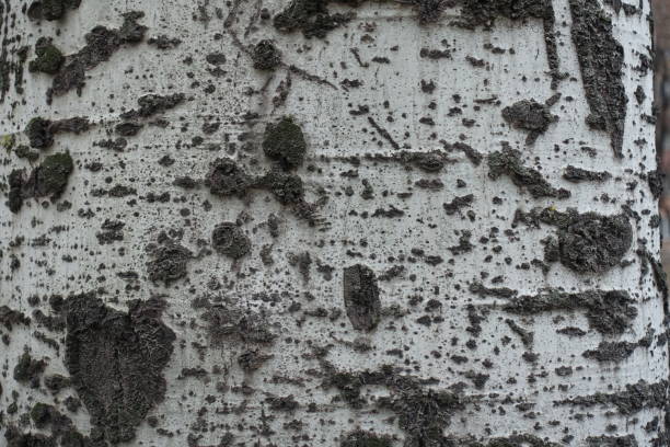 Close up of light grey bark of silver poplar tree