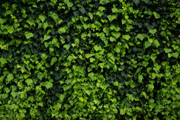 istock Natural background made of green leaves on wall 1483005910