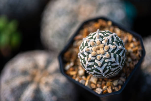 Astrophytum Super Kabuto V type stock photo