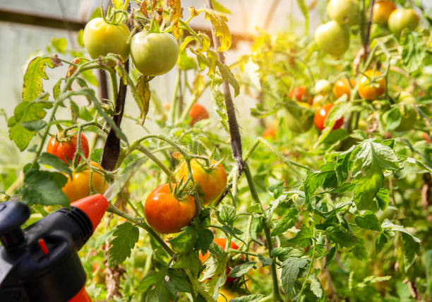 istock Spraying a tomato with a solution against diseases and phytophthora tomato. Solution of iodine and boric acid. Copy space for text 1483006214