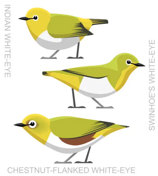 Vector illustration of Cute Bird White-Eye Set Cartoon Vector