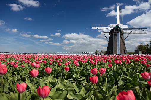 Traditional dutch rural landscape with fields of tulips during springtime.