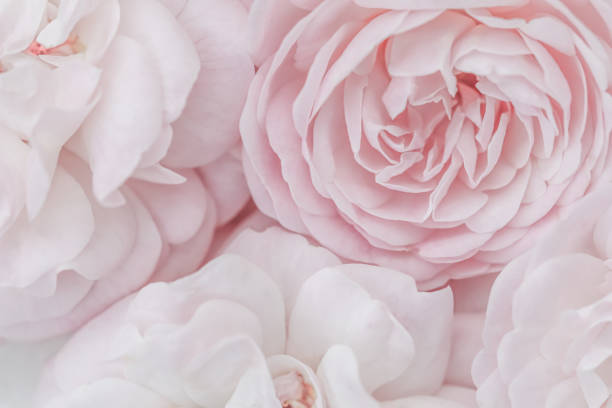istock Pale pink roses. Soft focus. Macro flowers background for holiday design. 1483007267