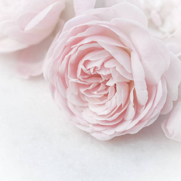 istock Pale pink rose flower isolated on white background. Soft focus 1483007269