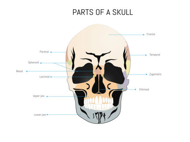 Discovering the anatomy of a human skull Discovering the anatomy of a human skull. Infographic of a skull with the most important parts in different colors on a white background. sphenoid bone stock illustrations