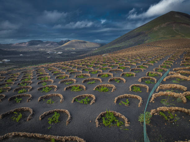 vignobles volcaniques vus d’une vue aérienne - lanzarote canary islands volcano green photos et images de collection