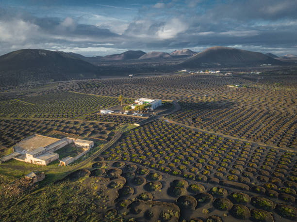 istock Volcanic wineyards from aerial view 1483007320