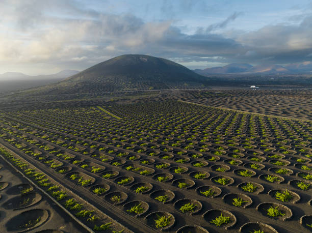 istock Volcanic wineyards from aerial view 1483007332