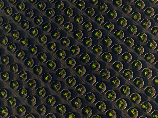 volcanic wineyards from aerial view - lanzarote canary islands volcano green imagens e fotografias de stock