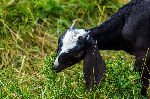 A black and white goat with long ears and little horns enjoying snacking on green grass.