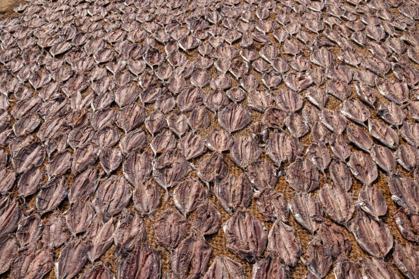 Fish put out on the beach to dry in the sun outside the fish market in Negombo which is the largest in Sri Lanka and is a center for supplying fish to the capital Colombo and for export
