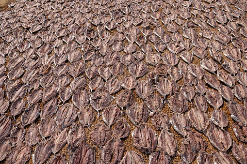 Fish put out on the beach to dry in the sun outside the fish market in Negombo which is the largest in Sri Lanka and is a center for supplying fish to the capital Colombo and for export