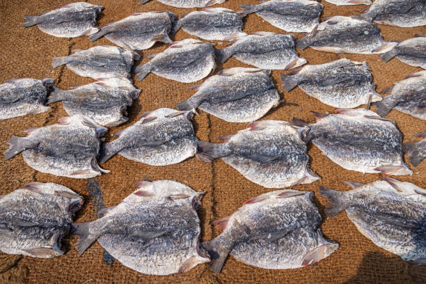 Fish put out on the beach to dry in the sun outside the fish market in Negombo which is the largest in Sri Lanka and is a center for supplying fish to the capital Colombo and for export