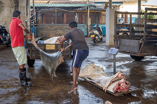 Negombo, Sri Lanka - March 7th 2023: Two men moving meat of manta rays at the fish market in Negombo which is the largest in Sri Lanka and is a center for supplying fish to the capital Colombo and for export