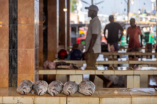 Negombo, Sri Lanka - March 7th 2023: Row of bonito tuna fish for sale at the fish market in Negombo which is the largest in Sri Lanka and is a center for supplying fish to the capital Colombo and for export