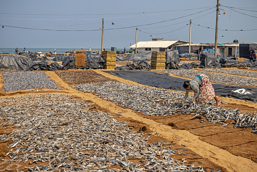 Negombo, Sri Lanka - March 7th 2023: Woman putting fish out on the beach to dry in the sun beside the fish market in Negombo which is the largest in Sri Lanka and is a center for supplying fish to the capital Colombo and for export