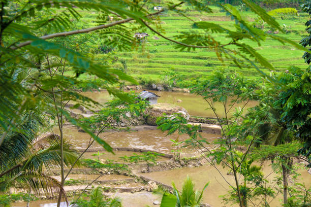 istock Landscape tropical nature, green rice fields and trees 1483008156