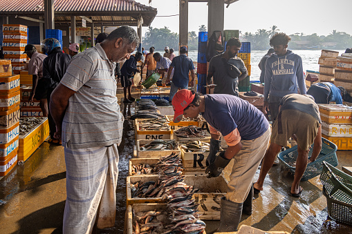 Madurai, India - October 21, 2013: A fish merchant displayed plenty of large fishes on blue carpet and sells them with a big smile out of his stall wheeled onto the street.