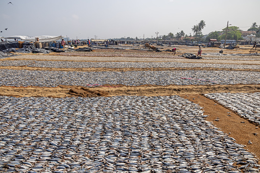 Negombo, Sri Lanka - March 7th 2023: Fish put out on the beach to dry in the sun outside the fish market in Negombo which is the largest in Sri Lanka and is a center for supplying fish to the capital Colombo and for export
