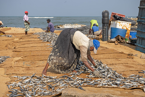 Negombo, Sri Lanka - March 7th 2023: People putting fish out on the beach for drying in the sun outside the fish market in Negombo which is the largest in Sri Lanka and is a center for supplying fish to the capital Colombo and for export