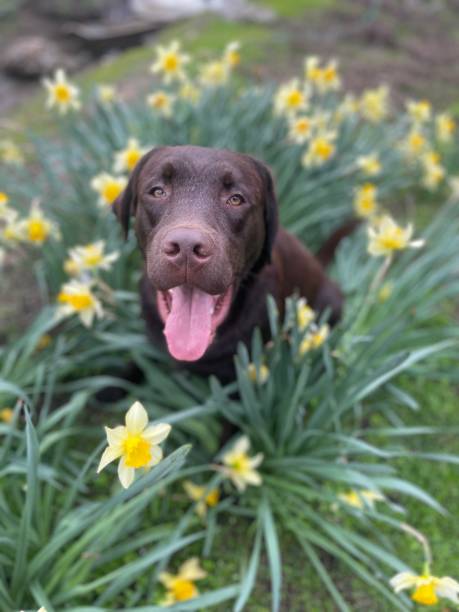 le labrador retriever et la nature - ashen photos et images de collection