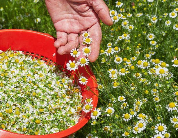 escolhendo camomila alemã fresca para o chá - german chamomile chamomile plant smelling flower - fotografias e filmes do acervo