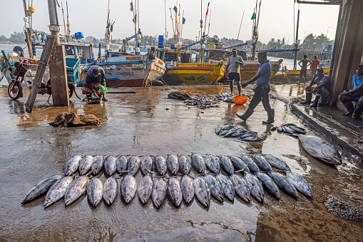 Negombo, Sri Lanka - March 7th 2023: Bonito tuna fishes in rows outside the fish market in Negombo which is the largest in Sri Lanka and is a center for supplying fish to the capital Colombo and for export