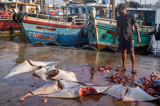 Negombo, Sri Lanka - March 7th 2023: Row of slaughtered manta rays at the pier outside the fish market in Negombo which is the largest in Sri Lanka and is a center for supplying fish to the capital Colombo and for export