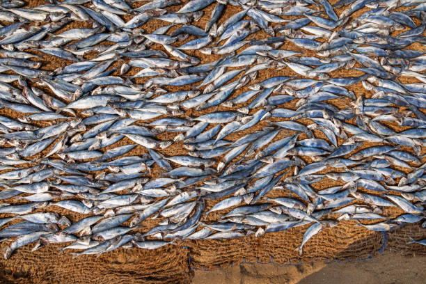 istock Fish put out on the beach to dry in the sun 1483009069