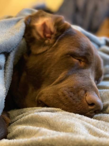 istock Labrador retriever asleep and cozy. 1483009140