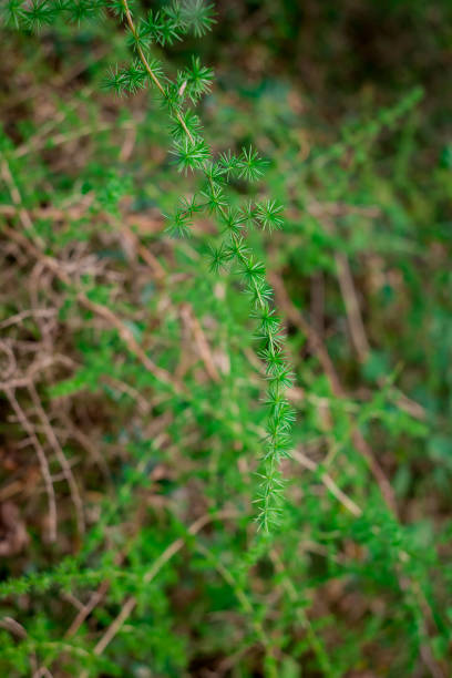 istock Tiny little yellow flowers in bloom on a wild spiky plant in a forest 1483009496