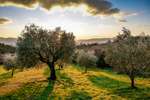 A beautiful sunset creates a beautiful color palette in the sky among the olive groves of Umbria, in central Italy. The Umbria region, considered the green lung of Italy for its wooded mountains, is characterized by a perfect integration between nature and the presence of man, in a context of environmental sustainability and healthy life. In addition to its immense artistic and historical heritage, Umbria is famous for its food and wine production and for the high quality of the olive oil produced in these lands. Image in high definition quality.