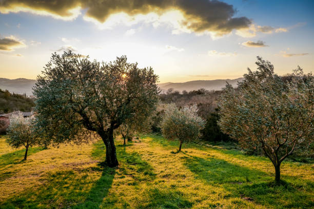 A sunset creates a beautiful color palette in the sky among the olive groves of Umbria stock photo
