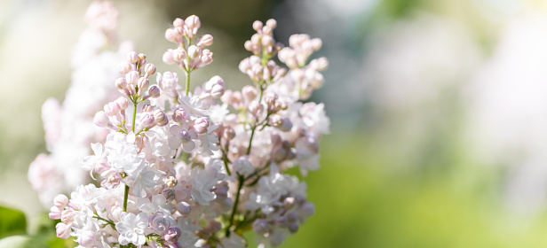 Beautiful gentle pink-white lilac branches tops on blurred young foliage background. Spring blossoming. Selective focus. Banner. Wedding or Mother's day card or invitation idea. Copy space for text.