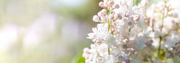 istock Gentle pink-white lilac branches on blurred greenery backdrop. Banner. Wedding or Mother's day card. 1483012505