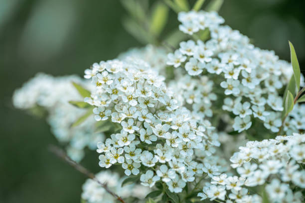 istock Spring mountain ash branch with white flowers on blurry green background. Close up. 1483012507