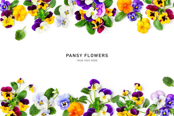 istock Spring viola pansy flowers frame border isolated on white background 1483012512