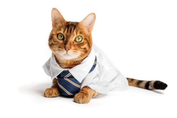istock Business cat in a shirt with a tie on a white background. 1483013609
