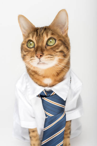 istock Business cat in a shirt with a tie on a white background. 1483013613