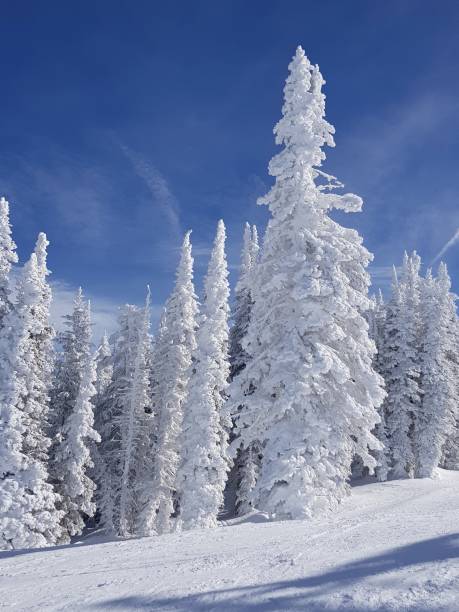 istock Snowy scene at Steamboat Springs 2 1483014515
