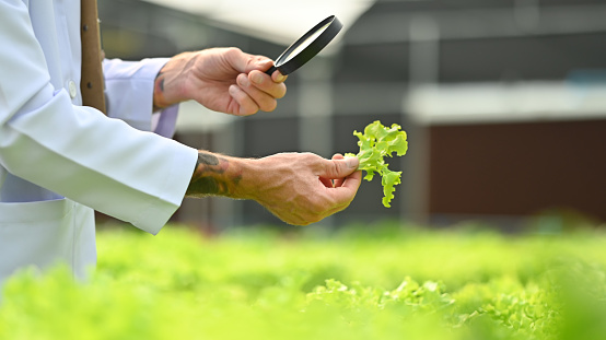 Cropped image of agricultural researcher observing organic vegetable with magnifying glass in industrial greenhouse.
