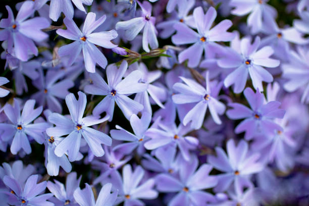 istock Purple flowers background 1483017296