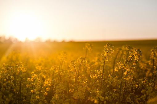 Rapeseed field at sunset